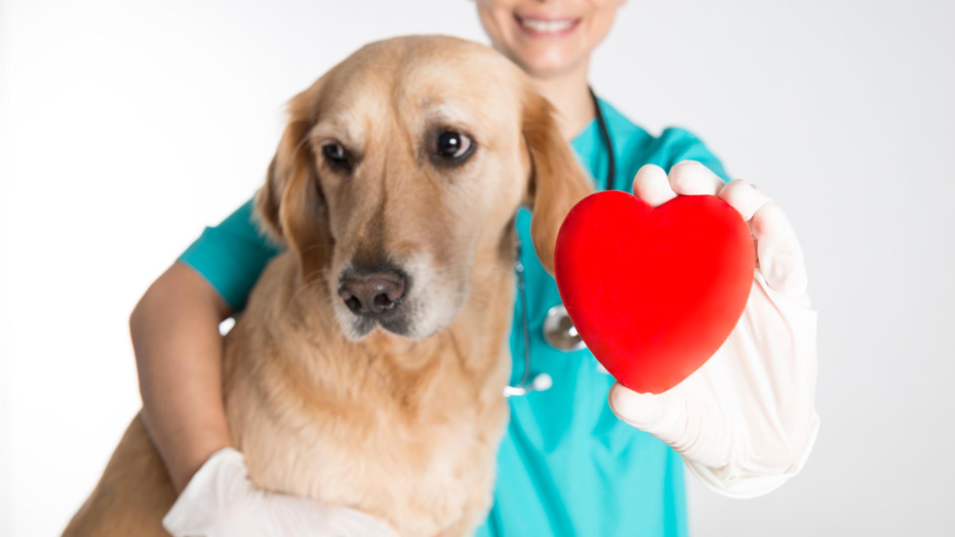 ¿Cómo sé si mi perro tiene alguna alergia?